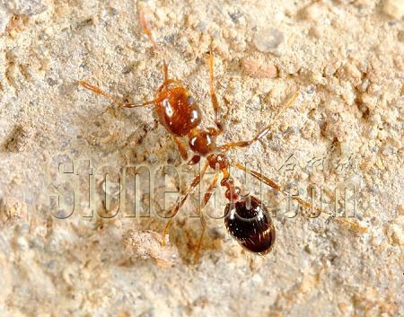 云浮口岸截獲巴基斯坦進(jìn)口淺青玉荒料中的熱帶火蟻