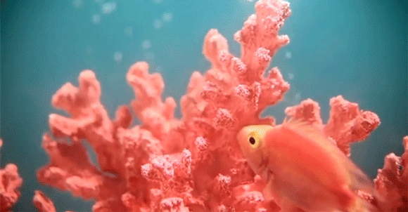 2019年流行的&ldquo;珊瑚橘&rdquo;主打色調