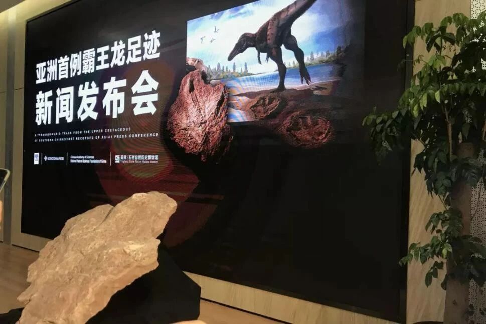 中國(guó)發(fā)現(xiàn)霸王龍足跡，收藏于南安水頭鎮(zhèn)英良世界石材自然歷史博物館
