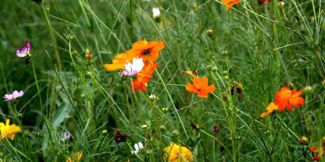 漳浦問題礦山生態(tài)圓滿修復(fù)，全縣石材企升級(jí)27家企業(yè)復(fù)電復(fù)產(chǎn)，獲中國環(huán)境報(bào)好評(píng)