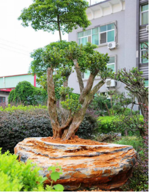 晏輝：用石材做的花盆真的人見人愛，每一款都獨(dú)具味道