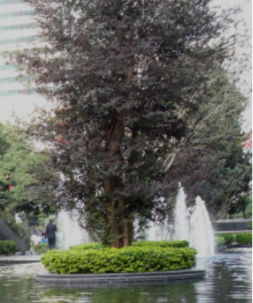 晏輝：用石材做的花盆真的人見人愛，每一款都獨(dú)具味道