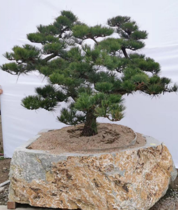 晏輝：用石材做的花盆真的人見人愛，每一款都獨(dú)具味道