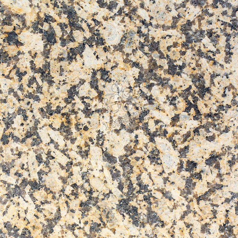 江西菊花黃與新疆菊花黃對比