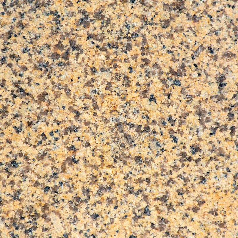 江西菊花黃與新疆菊花黃對比